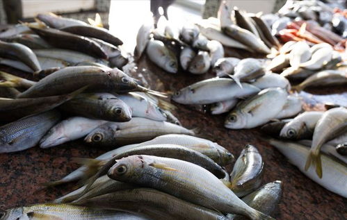 豬價重挫引發(fā)連鎖反應 豬肉、雞蛋、魚價齊跌，農(nóng)產(chǎn)品市場迎來調(diào)整期