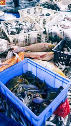 中山海鮮季豐收 一網捕獲200多斤魚的驚喜