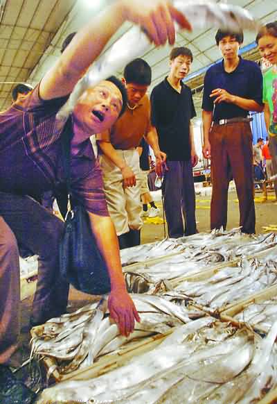 透骨新鮮第一網魚上市，漁貨市場迎來旺季